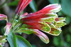 Alstroemaria psittacina Christmas Bells Alstroemaria psittacina Christmas Bells-230x153